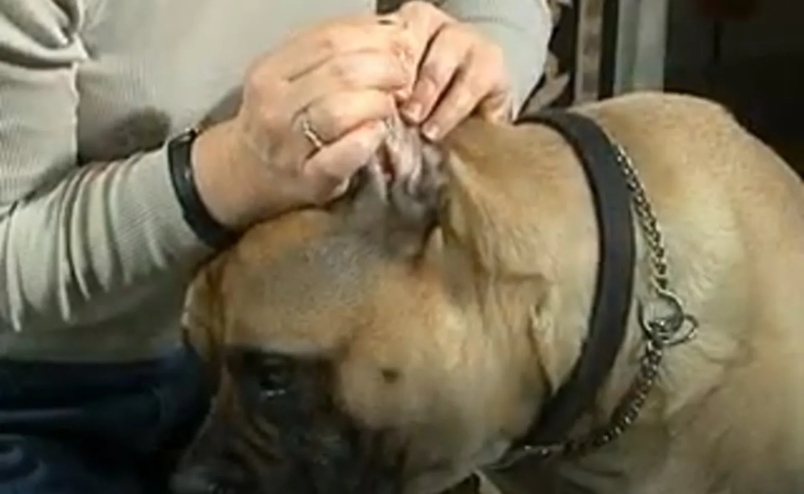 A person administering ear drops to a dog